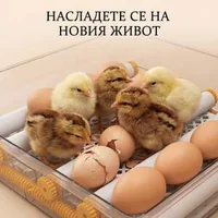 Многофункционален-Автоматичен-Инкубатор-за-48-Яйца