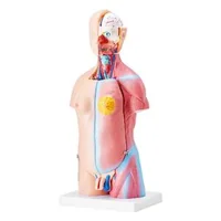 Анатомичен-модел-на-човешки-торс-23-части-височина-46-см-унисекс-със-свалящи-се-органи-PVC-с-поставка-200-x-151-x-22-мм
